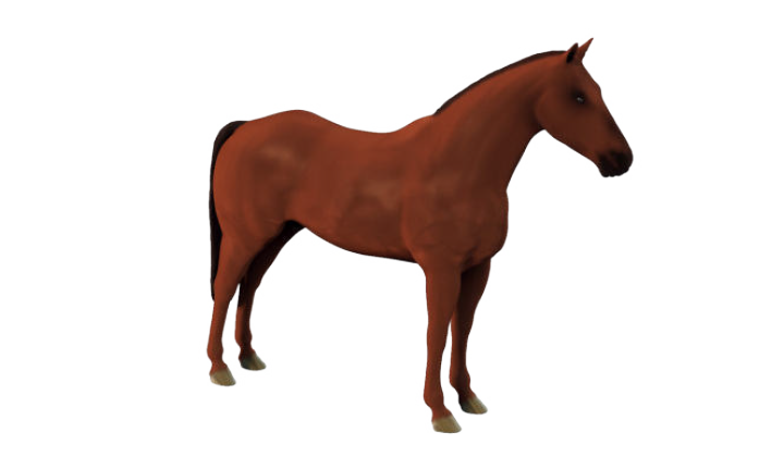 Visualizzazione di un cavallo.