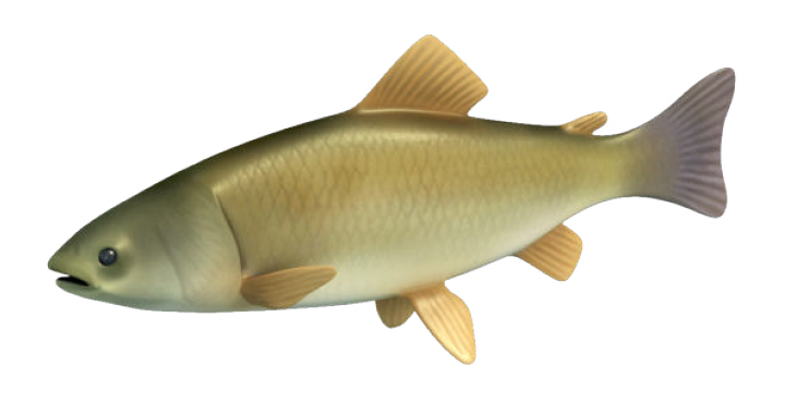 Grafico di un pesce.