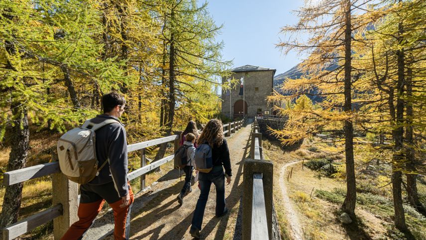 andernde auf der Via Energia durch herbstlichen Lärchenwald, auf dem Weg zum Kraftwerk Cavaglia.